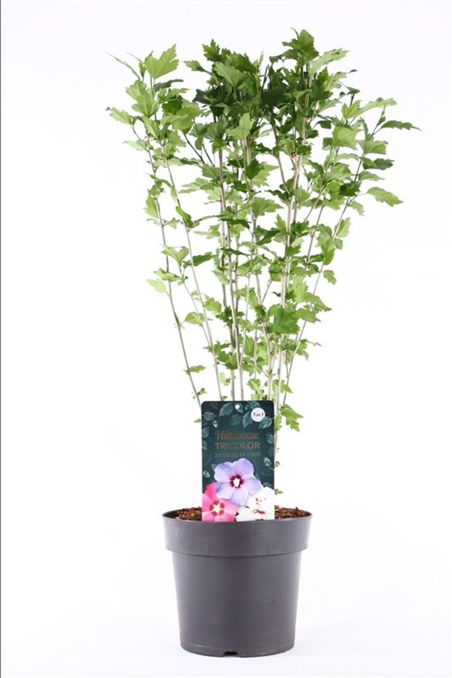 Hibiscus syr. 'Tri-color' - C4